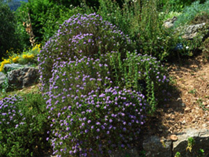 Vivers Càrex - Thymbra capitata (Thymus capitatus)